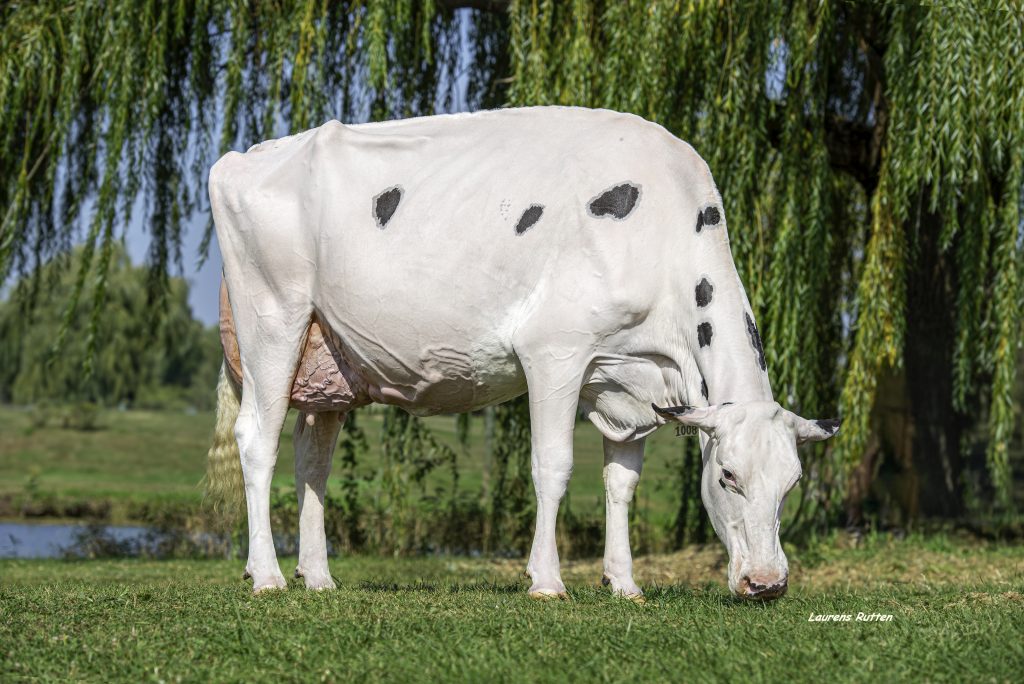 Zuchtwerthighlights Dezember 2025