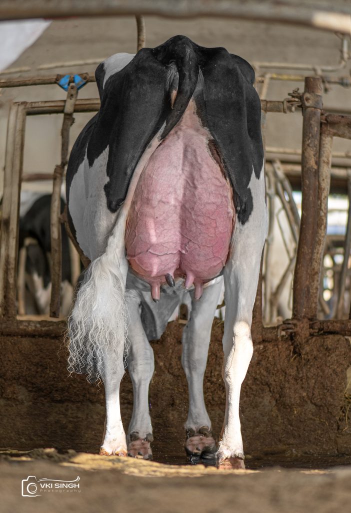 Zuchtwert Highlights April 2026